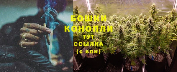 прущие грибы Аркадак