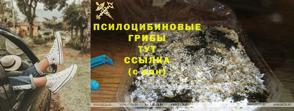 прущие грибы Аркадак